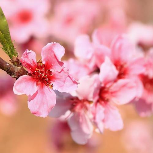 八字日干看桃花运八字命理学中,桃花是一个常用的神煞,又名咸池 大运